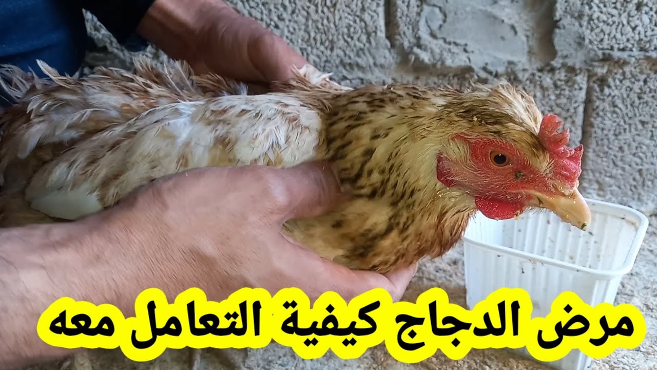 مرض الدجاج وكيفية التعامل معه وعلاجه.