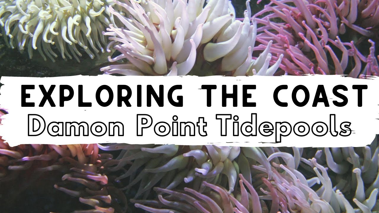 Exploring the Washington Coast: Damon Point Tide pools
