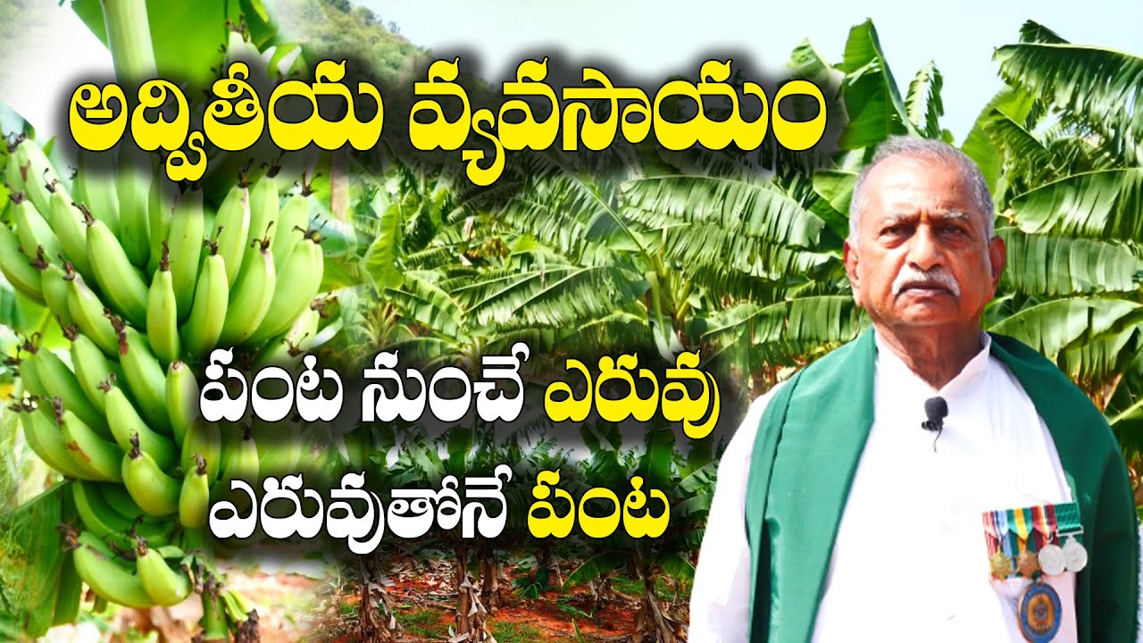 కమర్షియల్ గా అరటి - డబుల్ ఆదాయం గ్యారెంటీ | Commercial Banana Cultivation | VR Raju