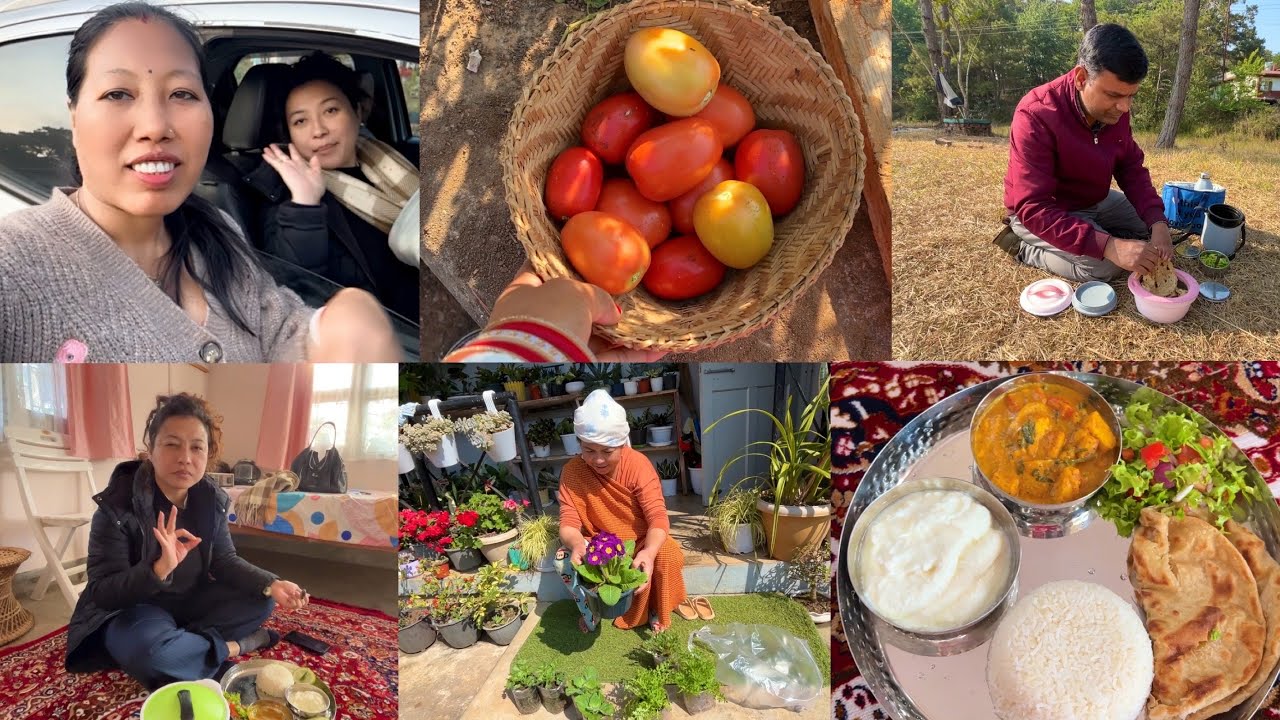 Aaj tode khet ka naya tomato 🍅//ghar par aye 2mehman🥰//Shillong vlog//Meghalaya