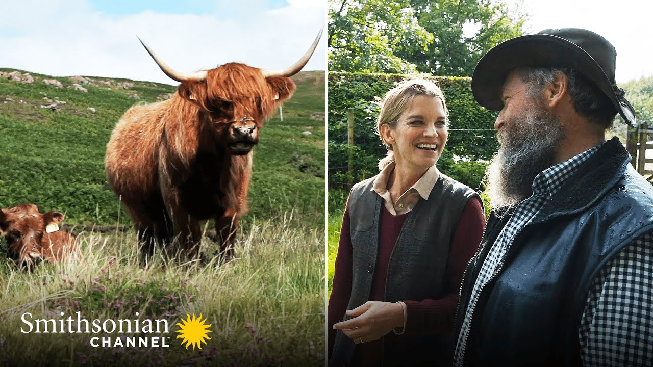This Scottish Farmland Animal is a Major Inveraray Castle Tourist Attraction 🐂 Smithsonian Channel