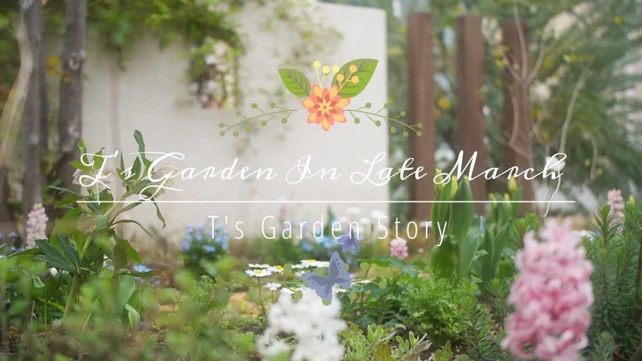 SUB《春の庭におすすめの花》植えっぱなしで毎年咲く春咲き球根＊3月下旬の庭《T's Gardenのガーデニング》