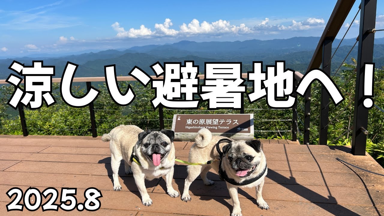 愛犬と涼しい避暑地へ！『 ワンちゃん無料リフトに乗って大草原が見える夏の山を空中散歩🐾気分爽快！😄』