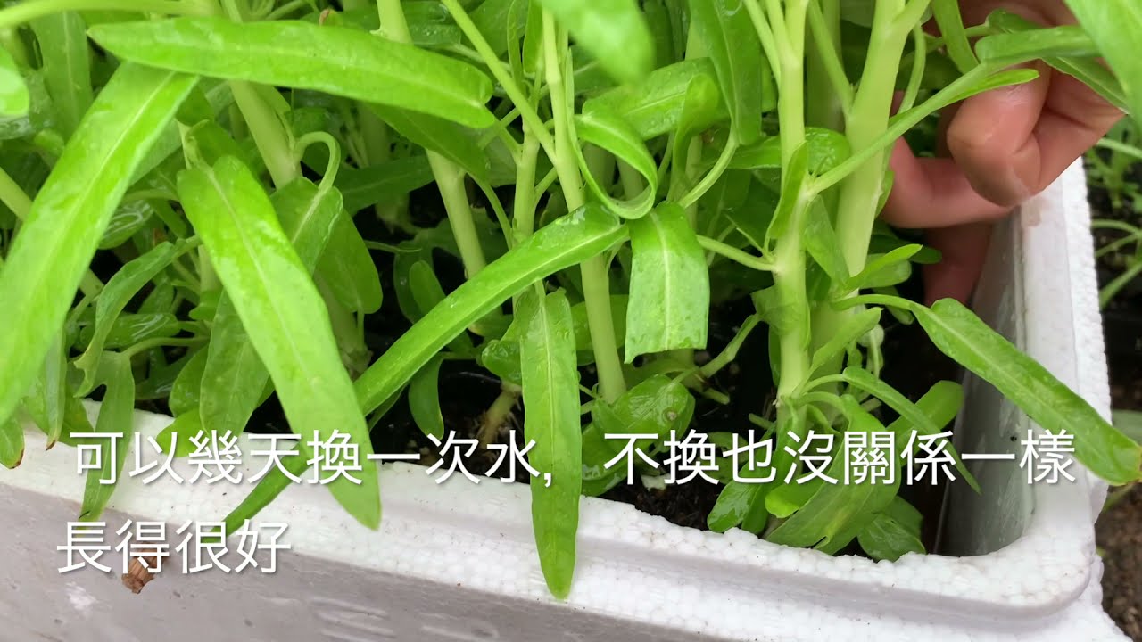 「種植15」水培空心菜、簡單省事、適合懶人種植