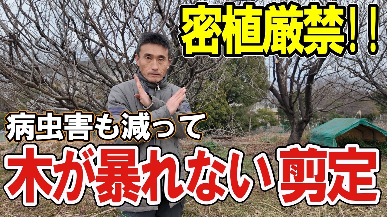 【剪定 小さく 縮伐】剪定するだけで病虫害が減っていく⁉密植改善テクニック【自然栽培/道法スタイル/切り上げ剪定】
