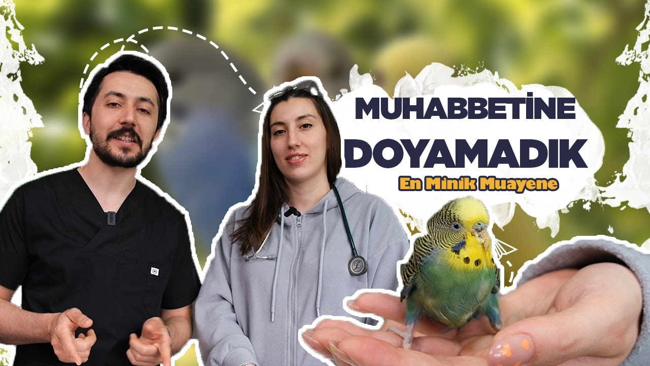 Muhabbet kuşum hasta, ne yapmalıyım?Kuşlar hasta olursa doktora gider mi? VETCO VETERİNER KLİNİK