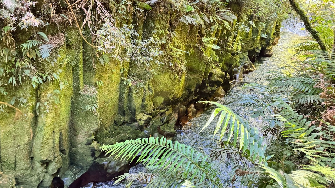 Peaceful Walk in Ancient Spiritual Rainforest, River Canyon, Giant Native Trees & Birdsong