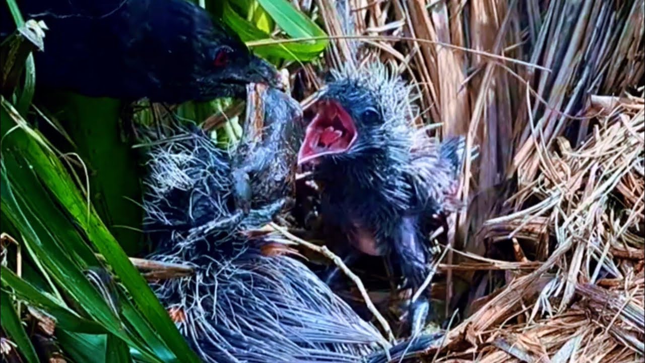 Brutal Tapi Nyata! Induk Burung Bubut Suapi Anak dengan Mangsa Besar di Sarang | Real Wildlife