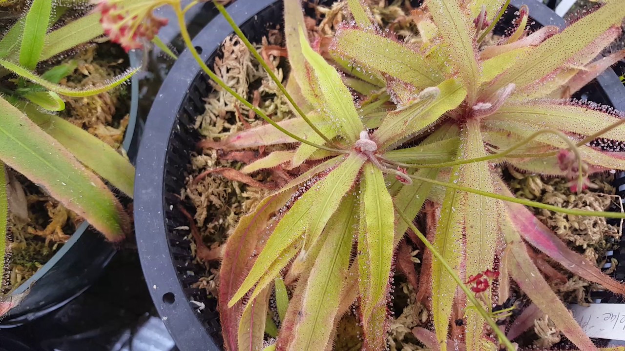 Drosera adelae – typical form vs. giant form