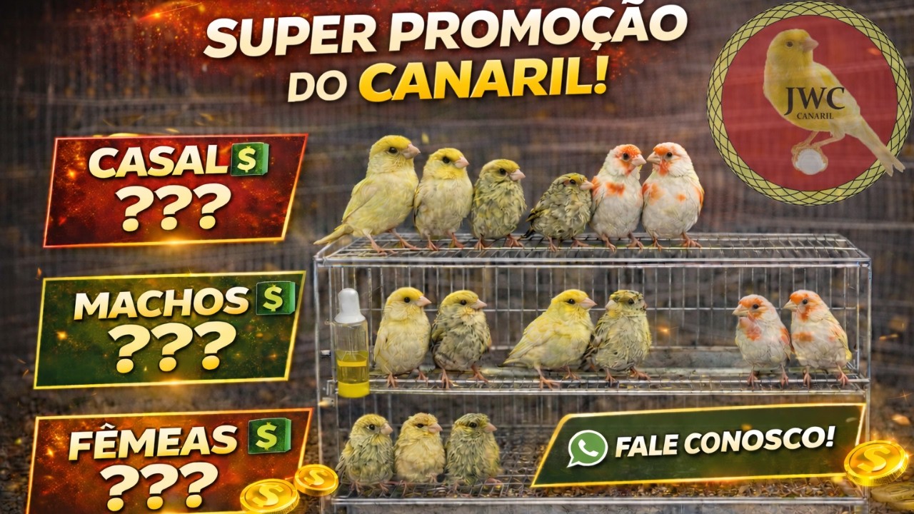 MEGA PROMOÇÃO DE CANÁRIOS! #canariljwc #canário