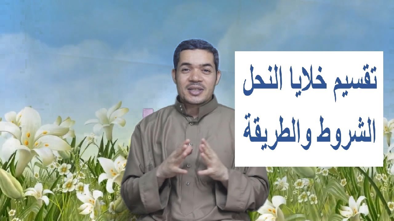 تقسيم خلايا النحل الشروط والطريقة ونصائح مهمة