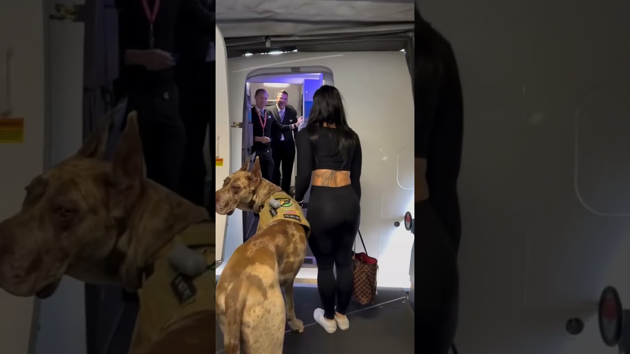 Great Dane Boards Plane: Heartwarming Service Dog Journey! 🐾✈️