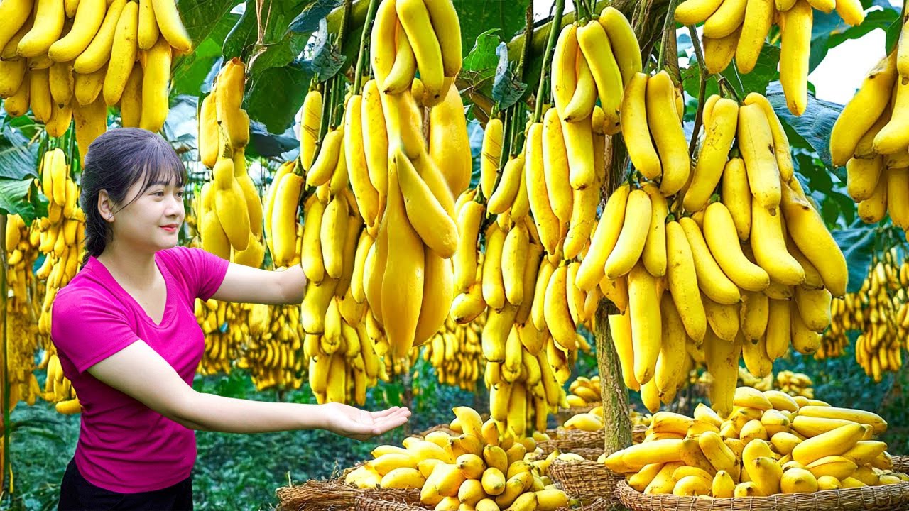 Ly Trieu Ca: Harvesting sweet giant tropical hybrid banana- Recipe traditional fruit food in village