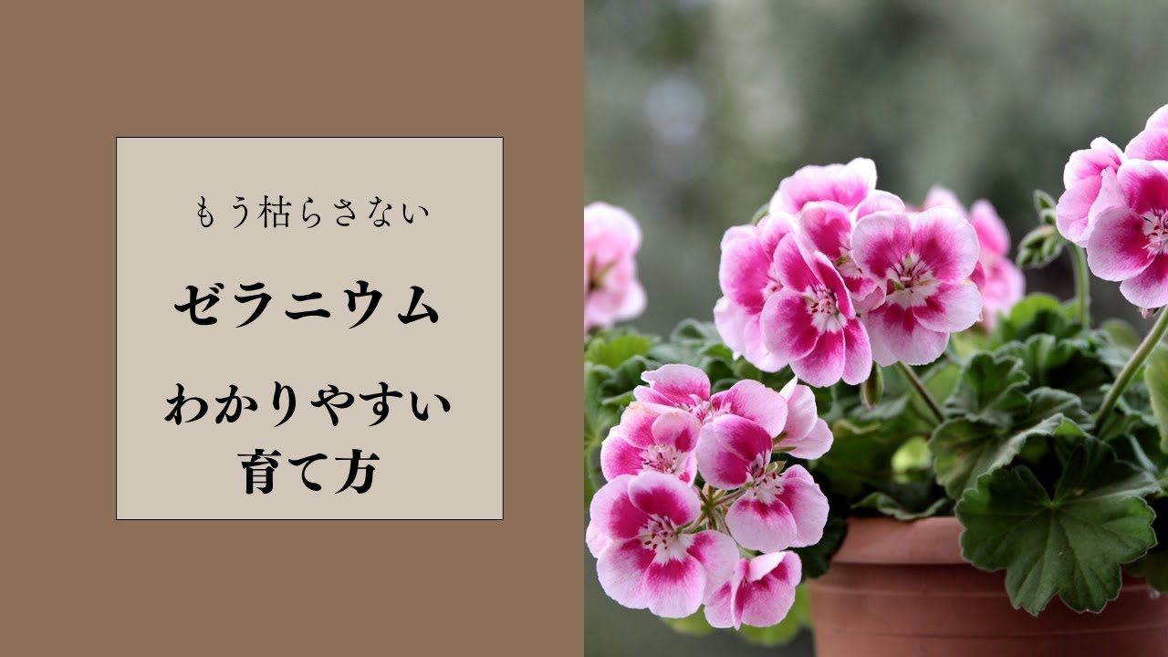 【ゼラニウムの育て方】もう枯れる心配はしなくて良いんだよ。