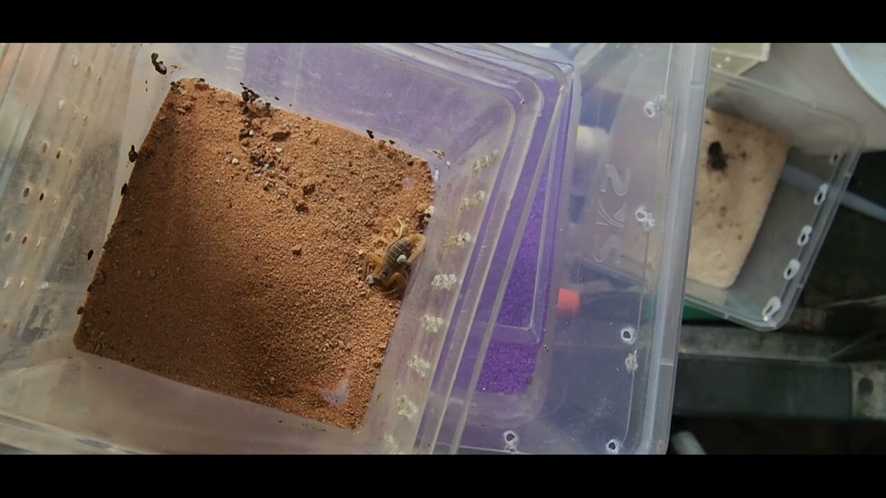scorpling feeding video