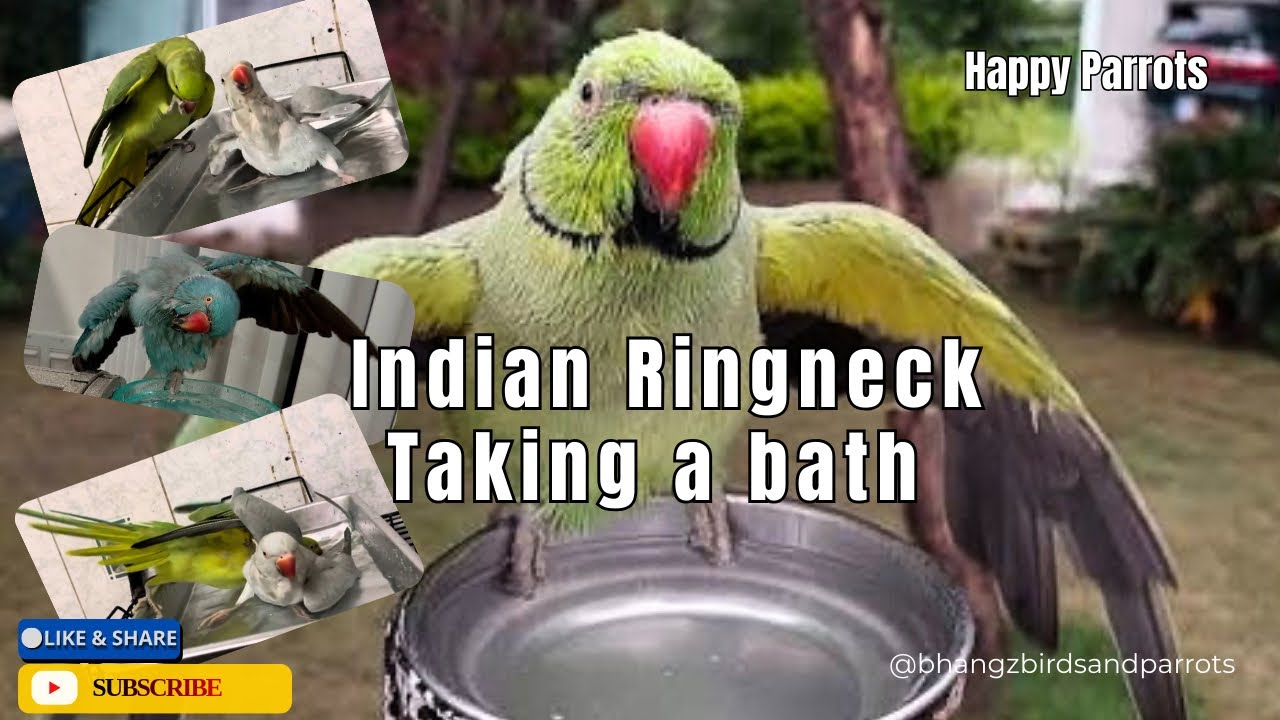 INDIAN RINGNECK PARROT BATHING | PARROTS LOVE TO TAKE A BATH