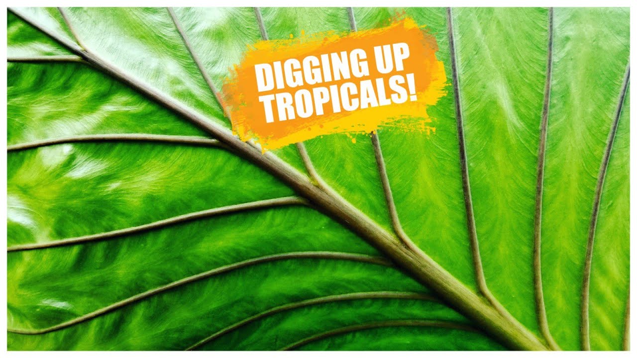 Digging & Potting Giant Elephant Ears! Zygopetalum Orchid Update! Weekly Vlog