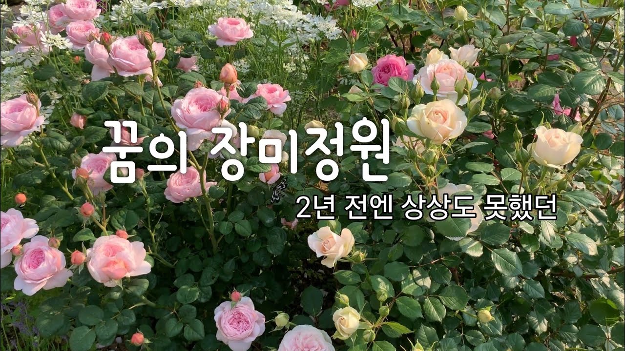 장미정원을 꿈꾸신다면 이 영상이 분명 도움이 될 거예요 | 2년 차 장미정원의 모습은?