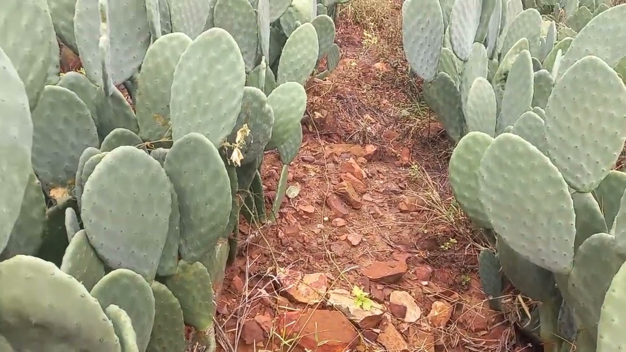 Veja quatro variedades de Palma em um único Canteiro