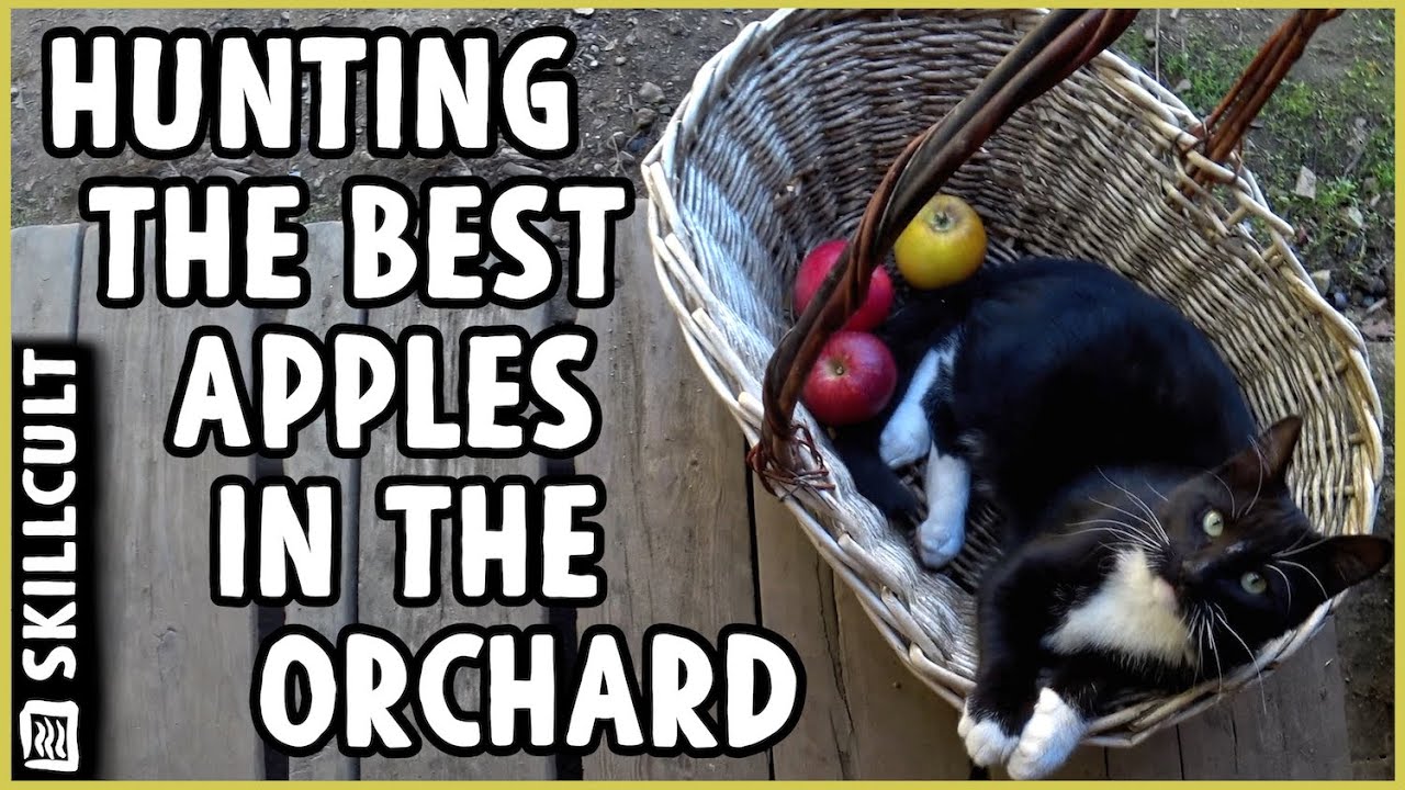 I Collected HUNDREDS of Apple Varieties! Which Ones Will I Keep?