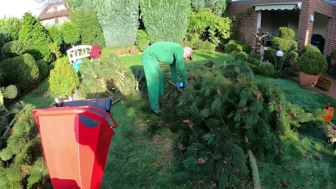 Kustorez  Spruce removal and Hedge cutting! | lawn mowing