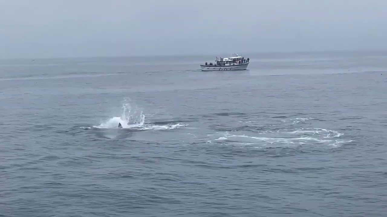 Double Orca Tail Slap !!!