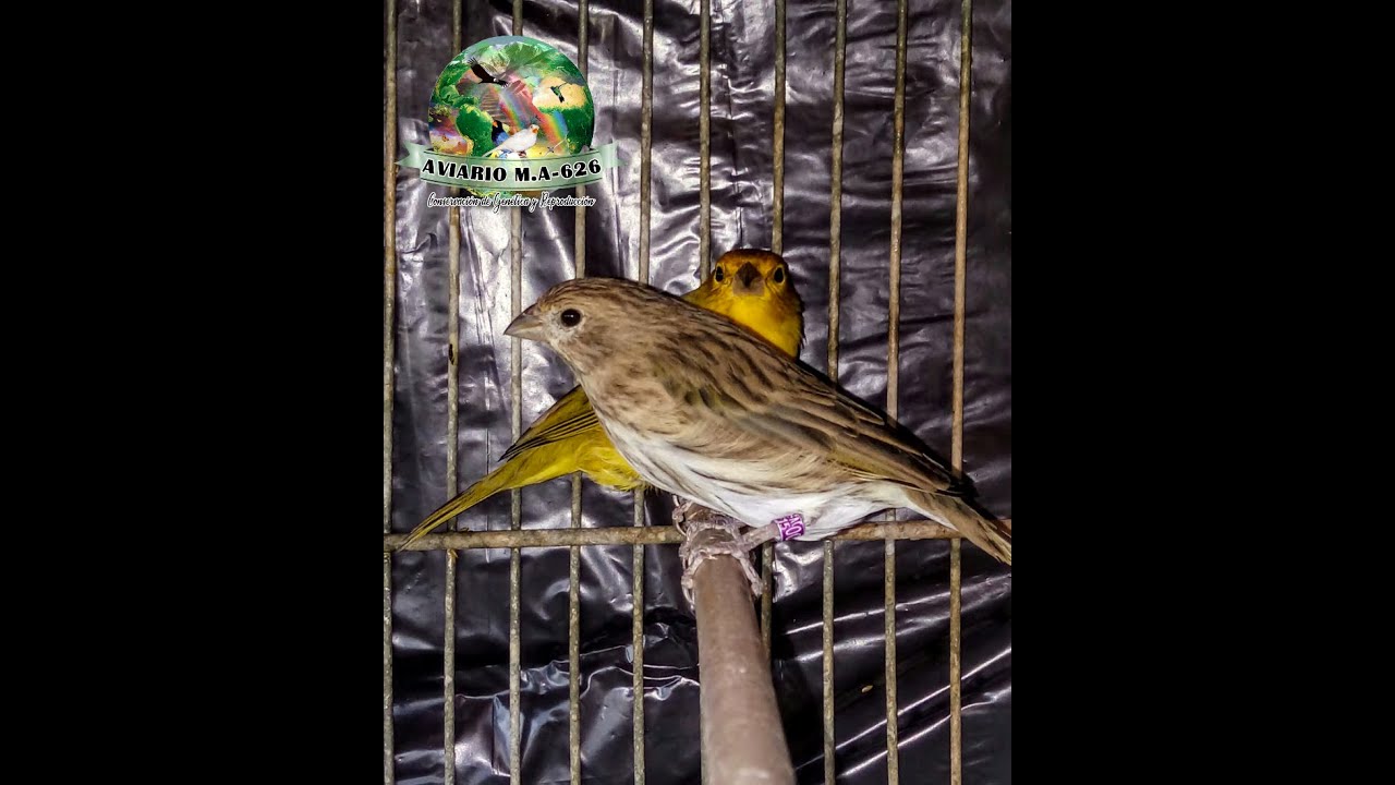 JILGUERO - Sicalis Flaveola - ¿Cómo reproducir en ambiente doméstico?