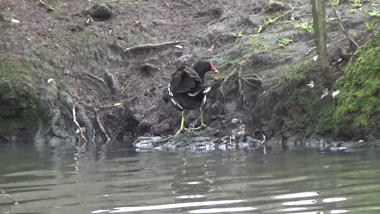 Get In To The Groom #moorhen #moorhens #gallinule #gallinulachloropus #commongallinule #waterbirds