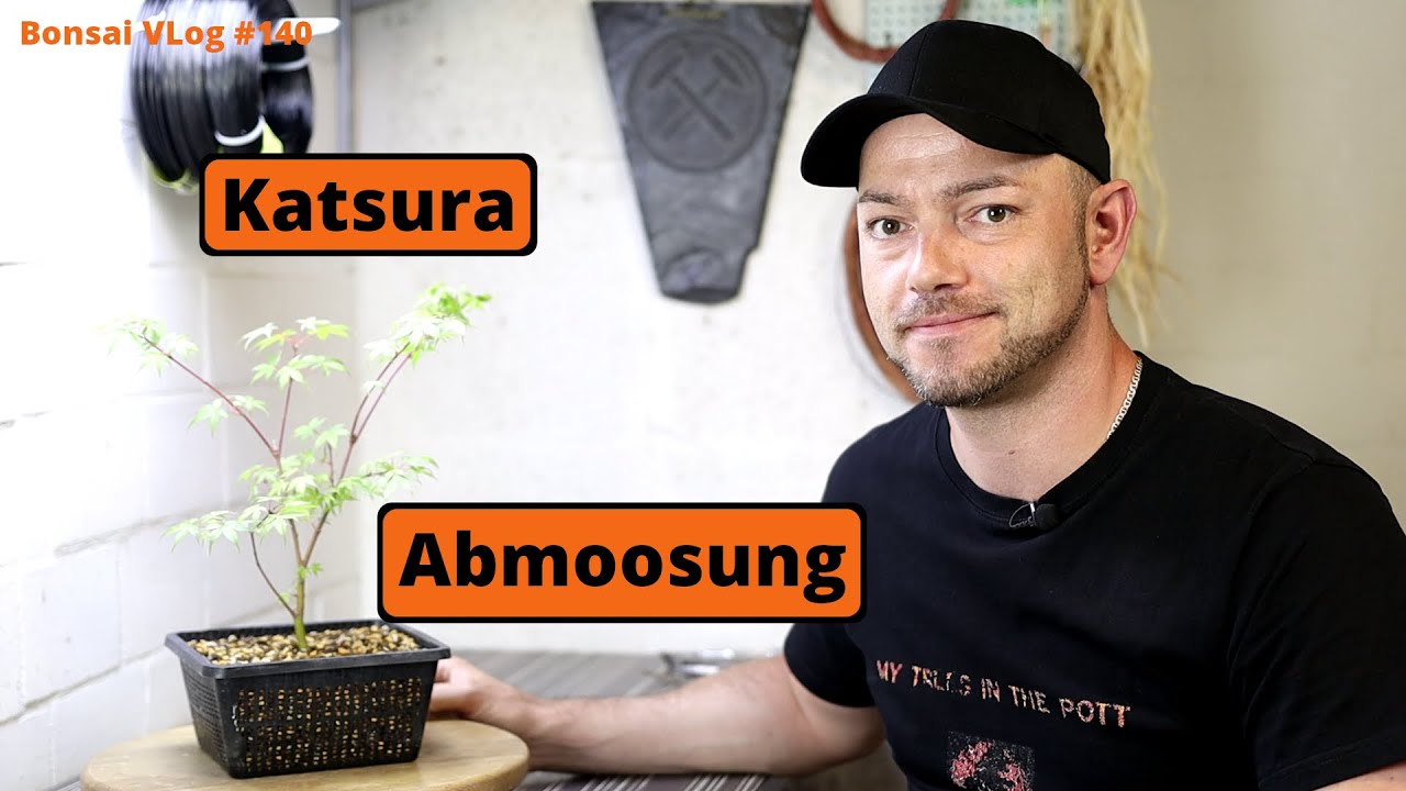Mein neuer Acer palmatum Katsura Einzelstamm [Abmoosung] | Bonsai VLog #140