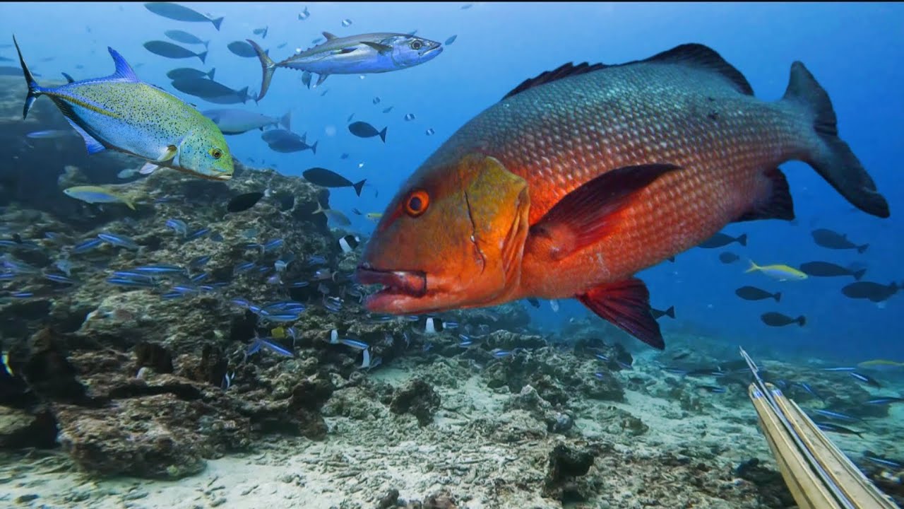 BERBURU IKAN RED BASS DI PULAU TAK BERPENGHUNI 