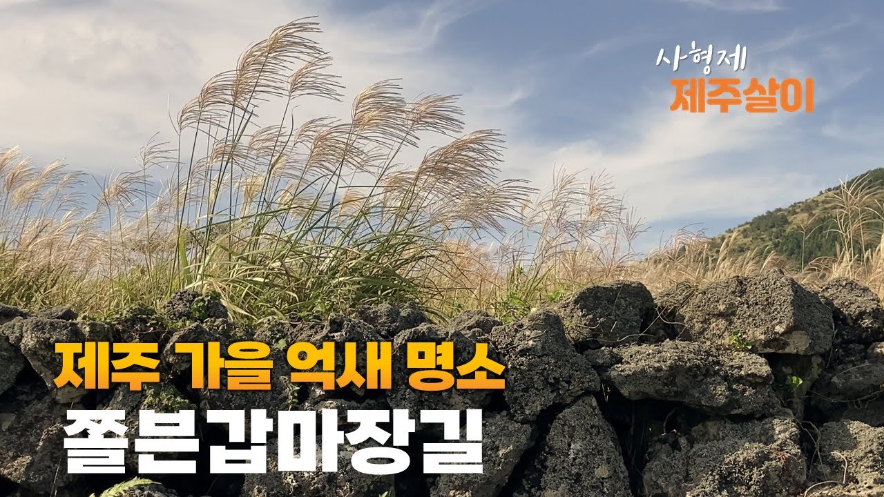 역대급 제주 최고의 억새 명소 | 쫄븐갑마장길, 제주도 가을하면 억새가 떠오르고 제주 억새가 너무 멋있는 오름과 둘레길을 사형제가 다녀왔습니다.