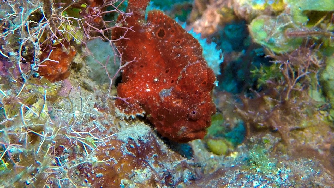 DIVE SITE: DOUBLE WRECK SINT EUSTATIUS