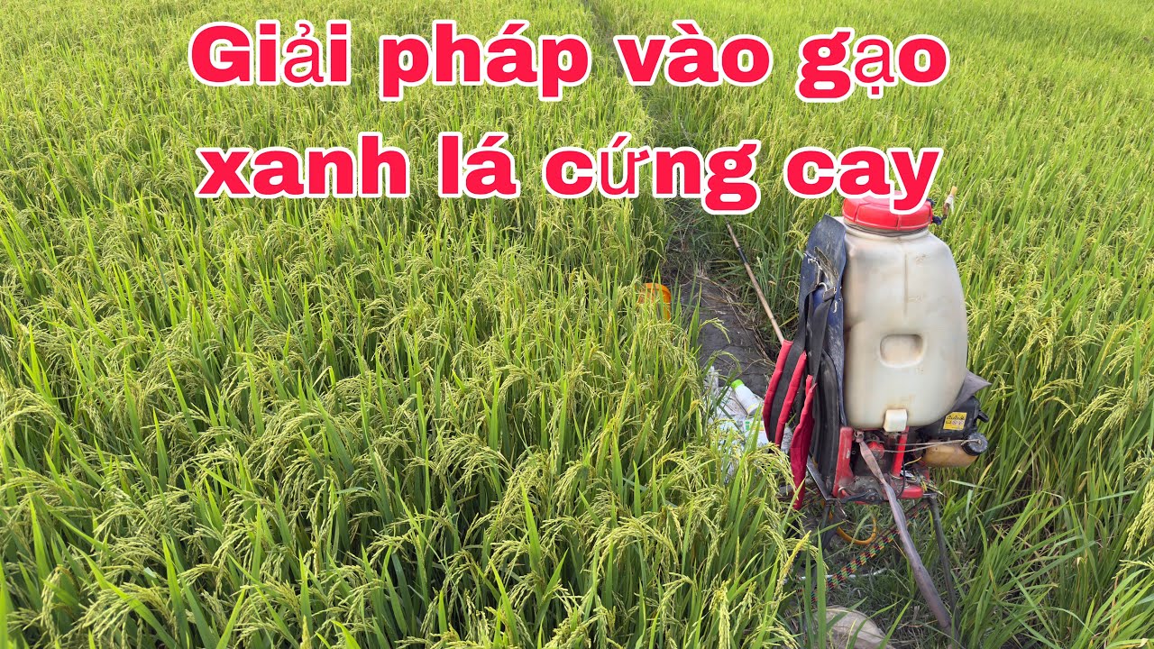 Giải pháp vào gạo chống sốc nhiệt 