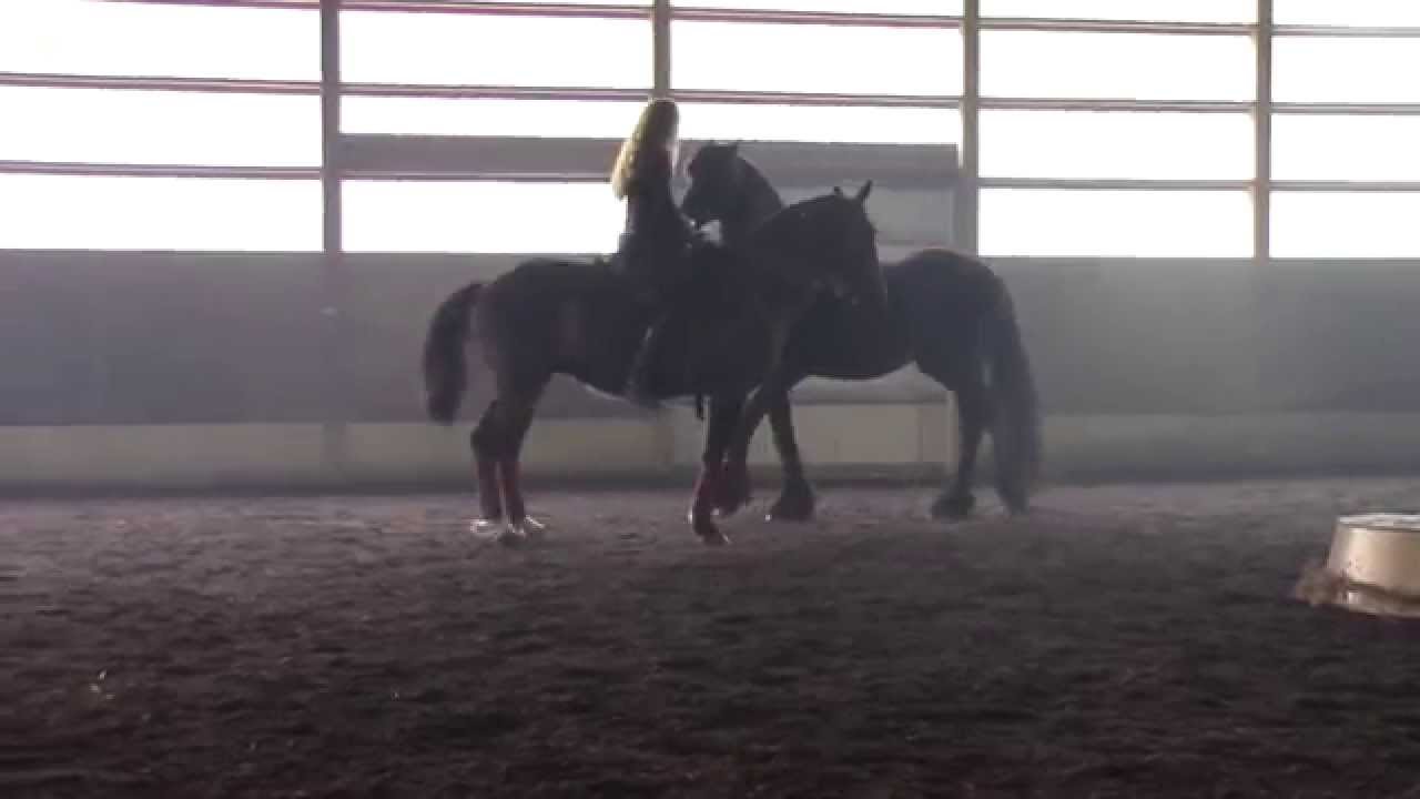Andalusian Lipizzan Dressage Horse Performs with Friesian Horse at Liberty - Sandra Beaulieu