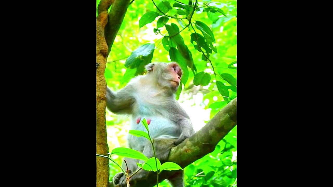 Pity Monkey's Wildlife 293