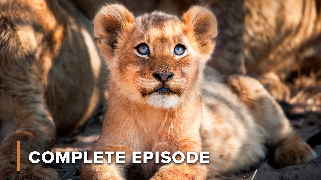 Baby Lioness Under Attack: Pride’s Fierce Fight for Survival | New Kids In The Wild 102