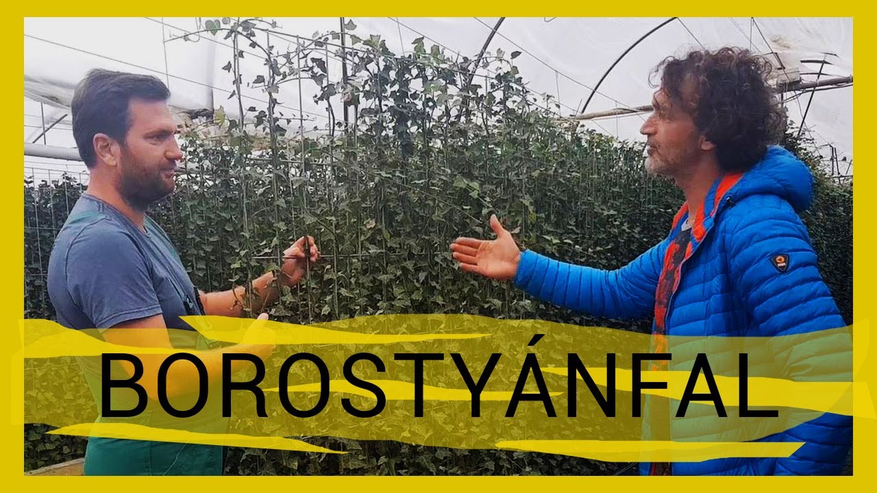 Borostyánfal