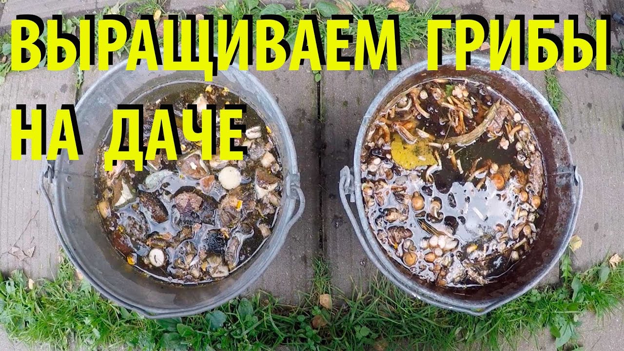 КАК ВЫРАСТИТЬ ГРИБЫ НА СВОЁМ ДАЧНОМ УЧАСТКЕ ВЫРАЩИВАЕМ ГРИБЫ НА ДАЧЕ ГРИБНЫЕ НОВОСТИ ИЗ ЛЕСА