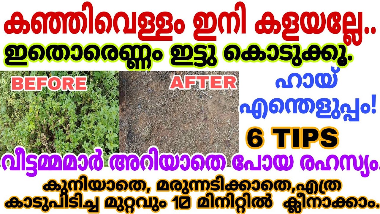 കഞ്ഞിവെള്ളംകളയല്ലേ എത്ര കാടുപിടിച്ചമുറ്റവും പത്തുമിനിറ്റിൽ ക്ലീനാക്കാം വീട്ടമ്മമാർഅറിയാതെപോയ രഹസ്യം