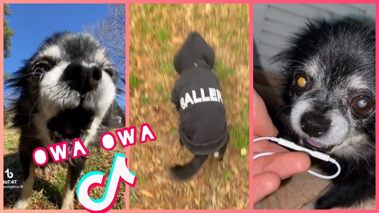 OWA OWA DOG - pudgywoke Tik Tok Compilation ✅