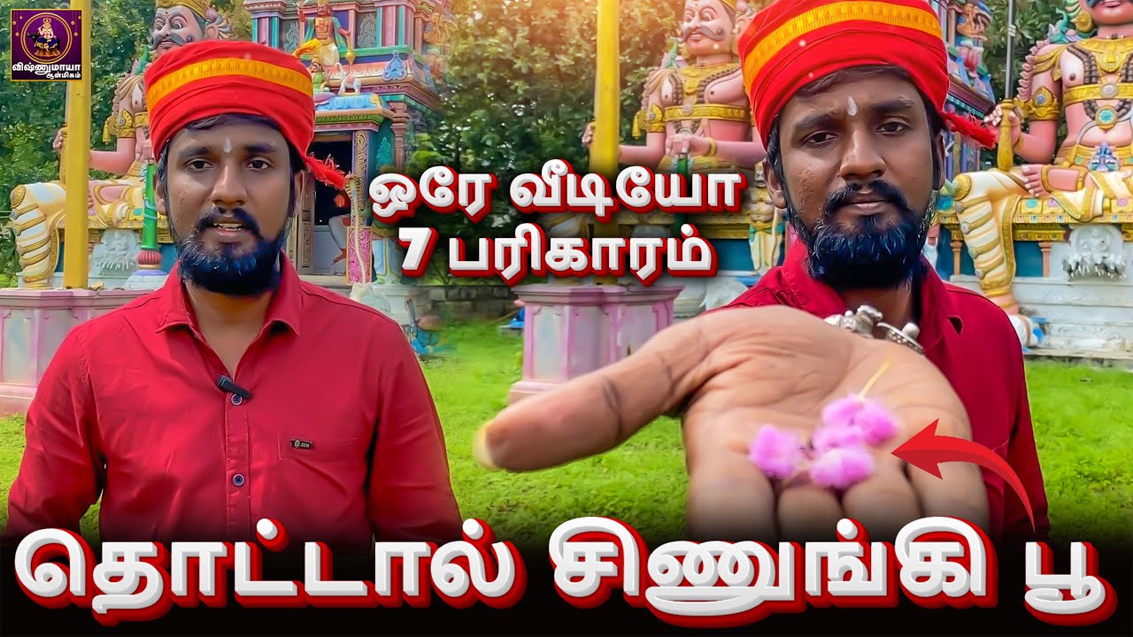 தொட்டால் சிணுங்கி செடி பூ வைத்து கணவன் மனைவி வசியம் செய்வது எப்படி? | பலன் தரும் ஆன்மீக பரிகாரங்கள்