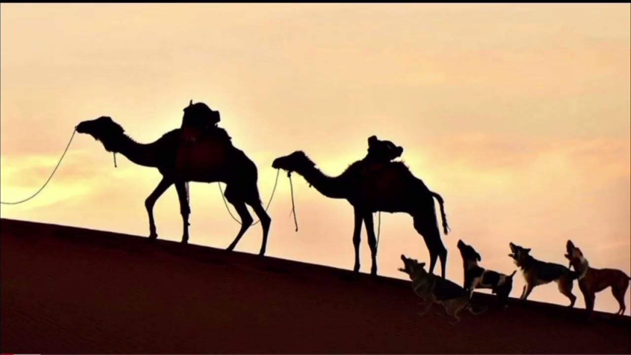 موقعة الجمل وكلاب الحوأب !!!