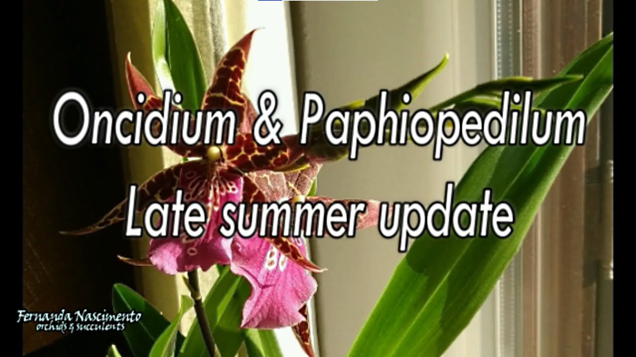 Oncidium & Pahiopedilum late summer update