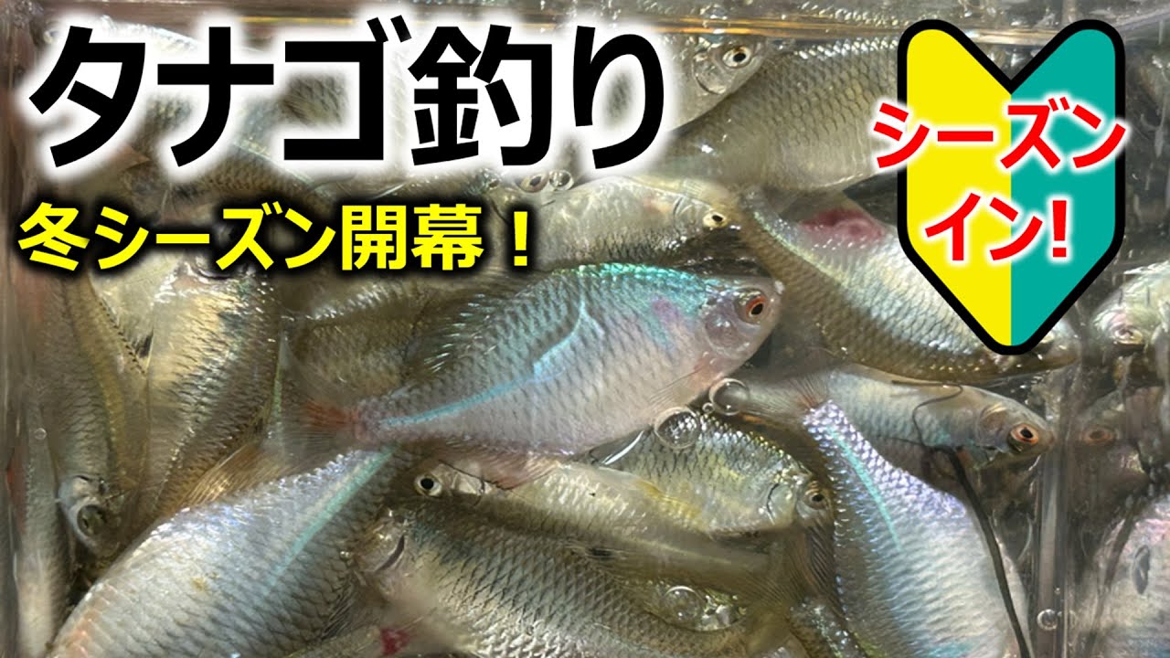 【冬シーズン開幕！】たなご釣り