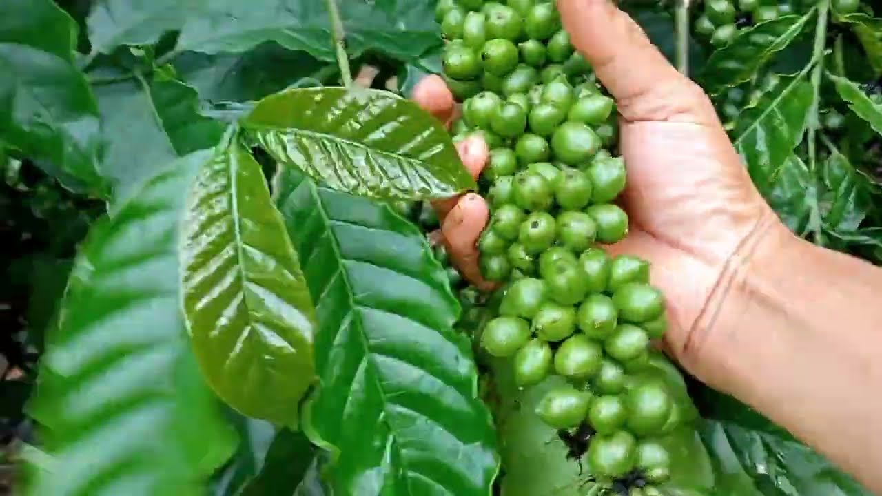 Kỹ thuật tạo hình cà phê xanh lùn thả ngọn giai đoạn cây con đơn giản
