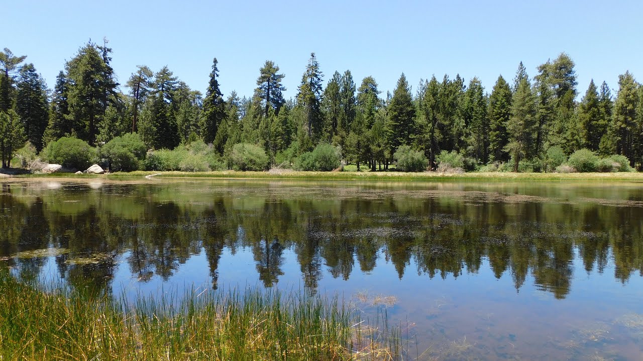 Champion lodgepole pine and Bluff lake - San Bernardino national forest