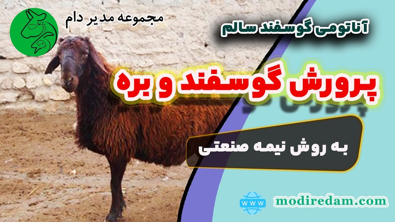 پرورش گوسفند و بره به روش نیمه سنتی در روستا