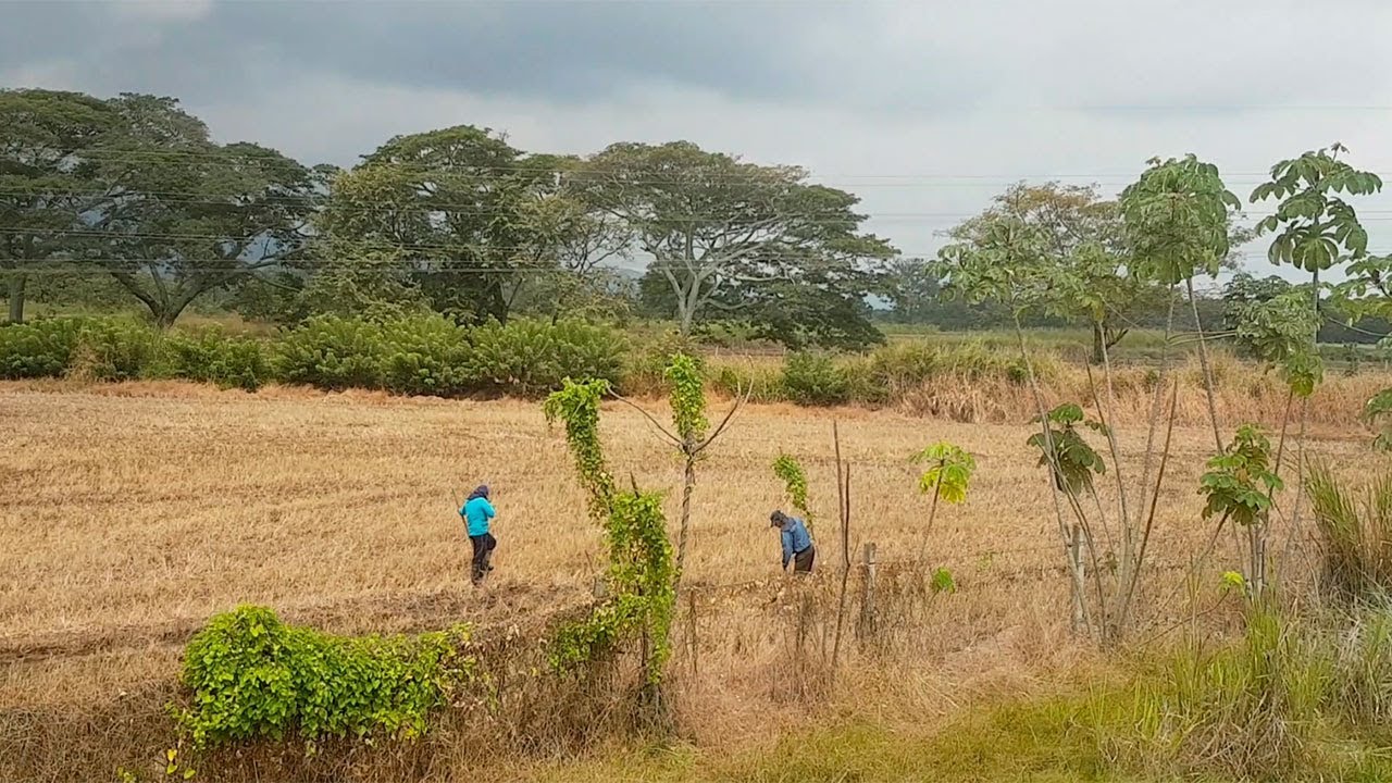 Difícil situación económica de arroceros en Campoalegre, Huila - Ruta Colombia| Noticias Caracol