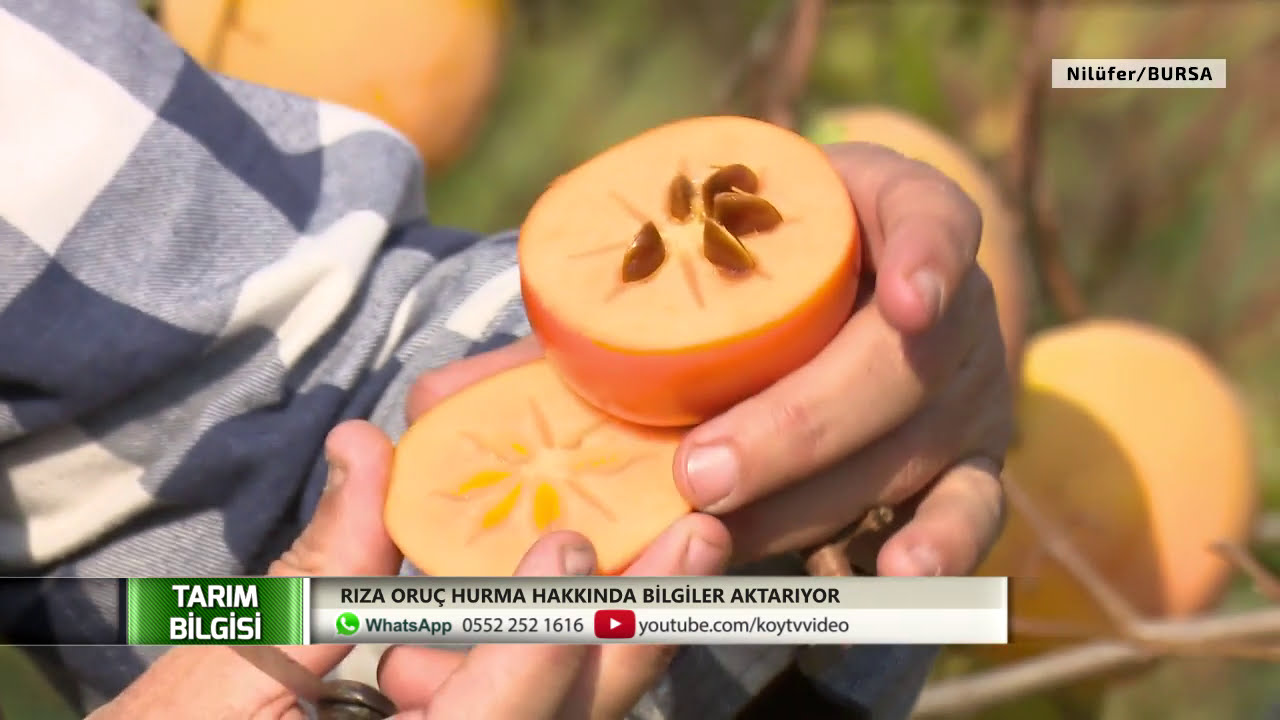Hurma Hakkında Bilgiler | Tarım Bilgisi  Rıza Oruç