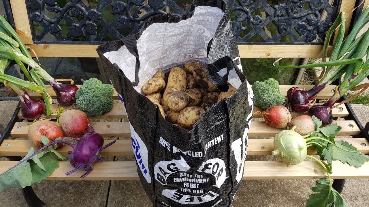 Allotment Days #110 What a Haul!! 20lb Reveal from Three Seed Potatoes (open ground)